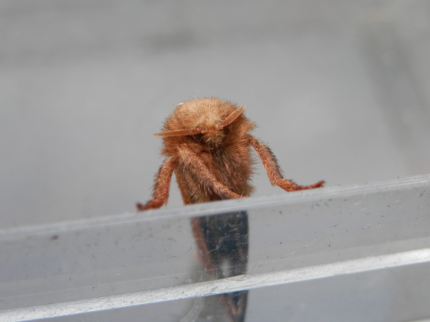 Ampfer-Wurzelbohrer (Trioda sylvina) - Männchen