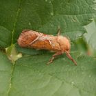 Ampfer-Wurzelbohrer (Trioda sylvina) - Männchen