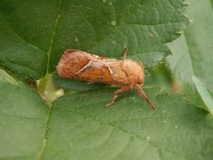 Ampfer-Wurzelbohrer (Trioda sylvina) - Männchen