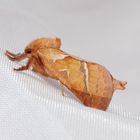 Ampfer Wurzelbohrer (Triodia sylvina)