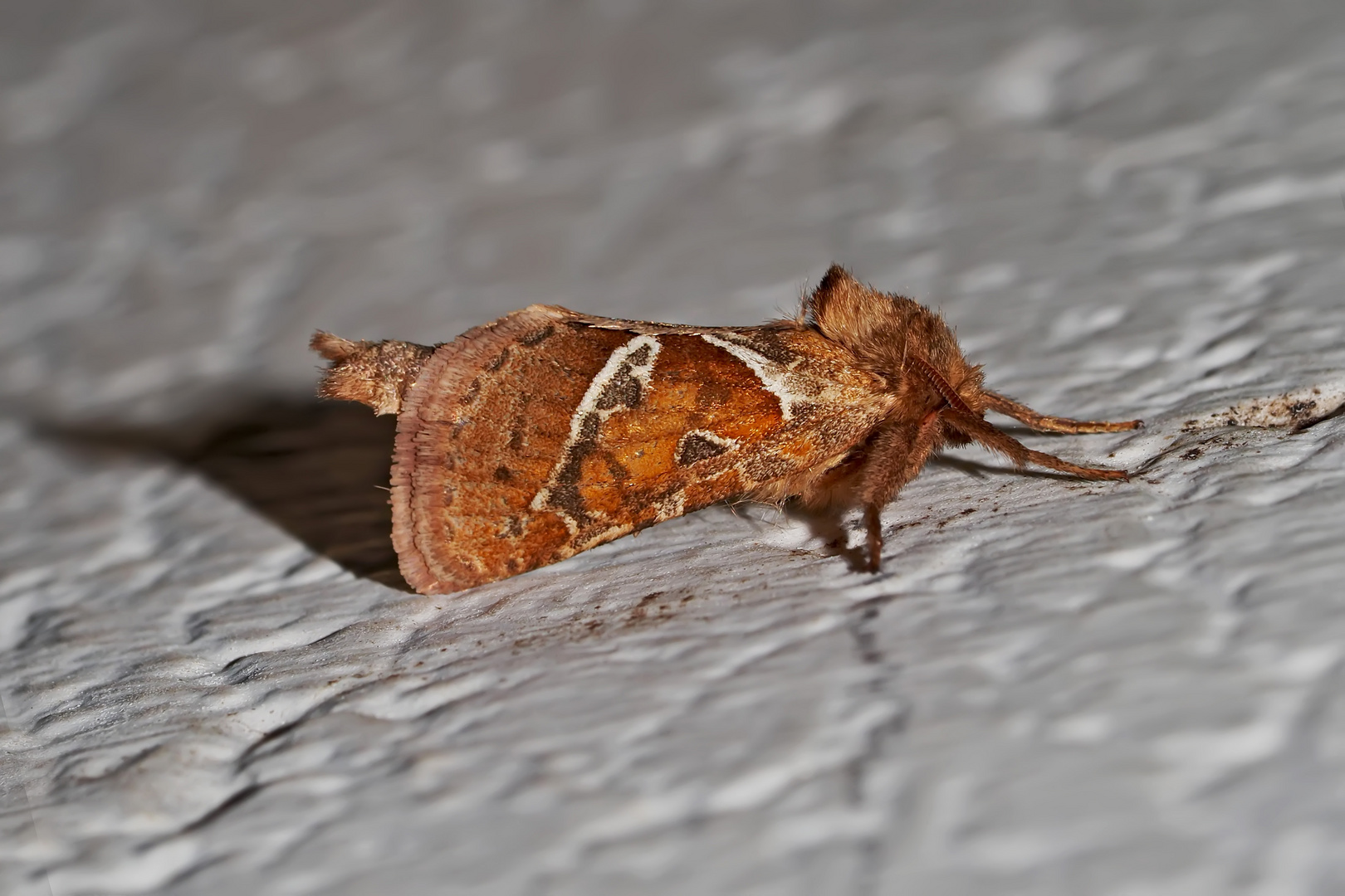 Ampfer-Wurzelbohrer (Triodia sylvina) - La Sylvine.