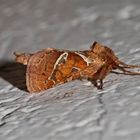 Ampfer-Wurzelbohrer (Triodia sylvina) - La Sylvine.