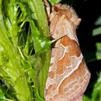 Ampfer-Wurzelbohrer (Triodia sylvina) - La Sylvine.