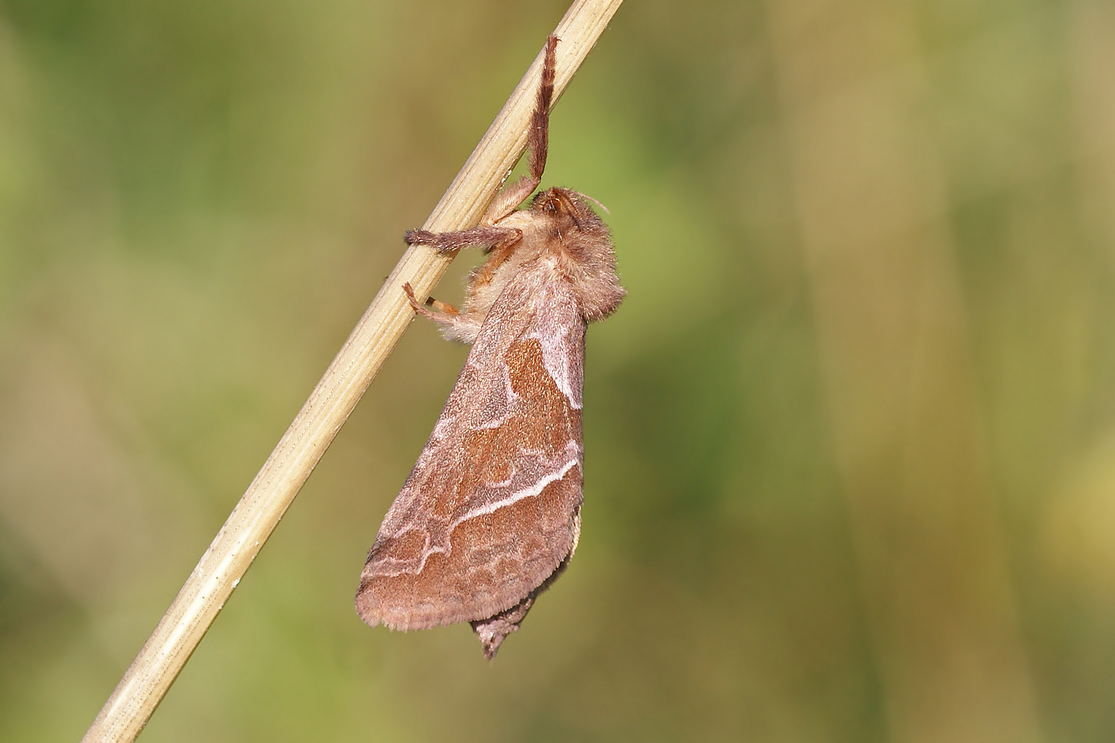 Ampfer-Wurzelbohrer (Triodia sylvina), Weibchen