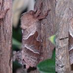 Ampfer-Wurzelbohrer (Triodia sylvina) - Weibchen