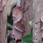 Ampfer-Wurzelbohrer (Triodia sylvina) - Weibchen