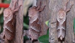 Ampfer-Wurzelbohrer (Triodia sylvina) - Weibchen