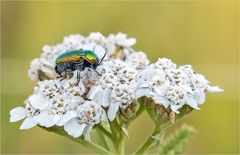 Ampferblattkäfer 	(Gastrophysa viridula)