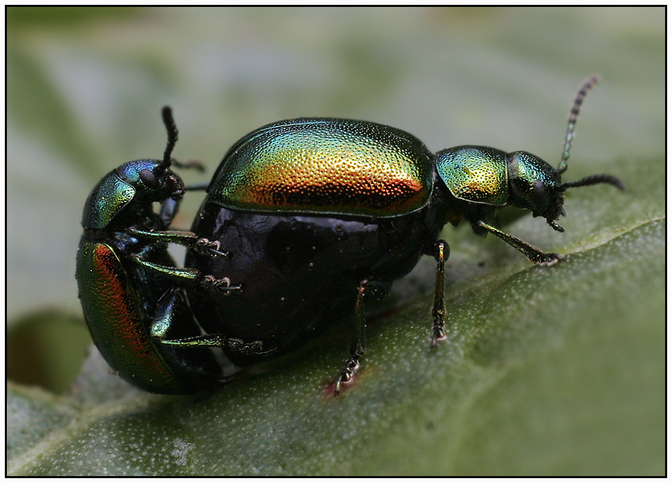 Ampferblattkäfer - Gastrophysa viridula -