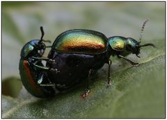 Ampferblattkäfer - Gastrophysa viridula -