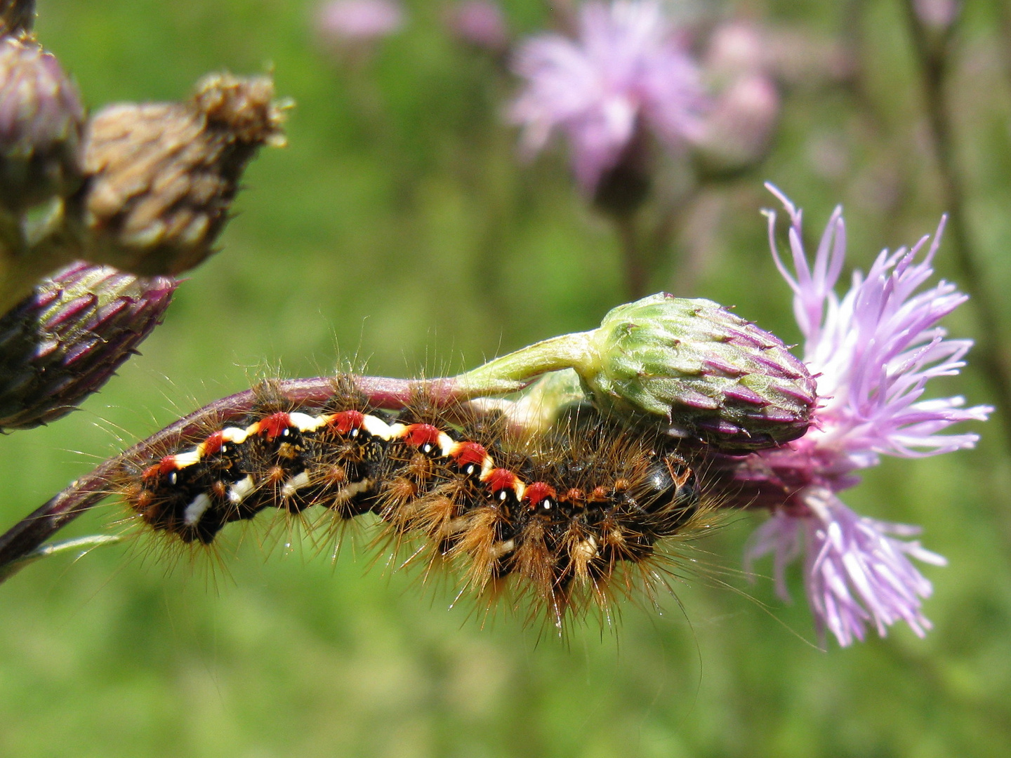 Ampfereule (Acronicta rumicis)