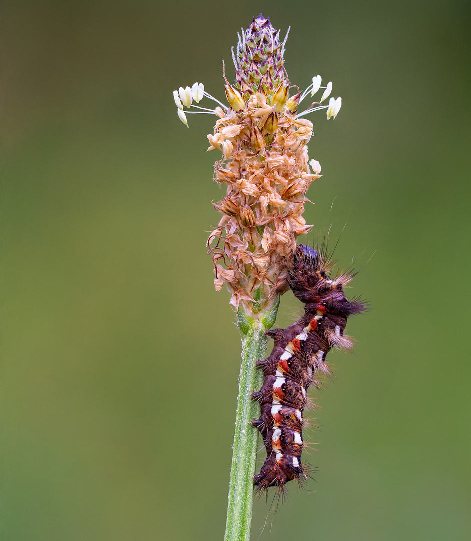  	Ampfereule (Acronicta rumicis)