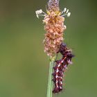  	Ampfereule (Acronicta rumicis)