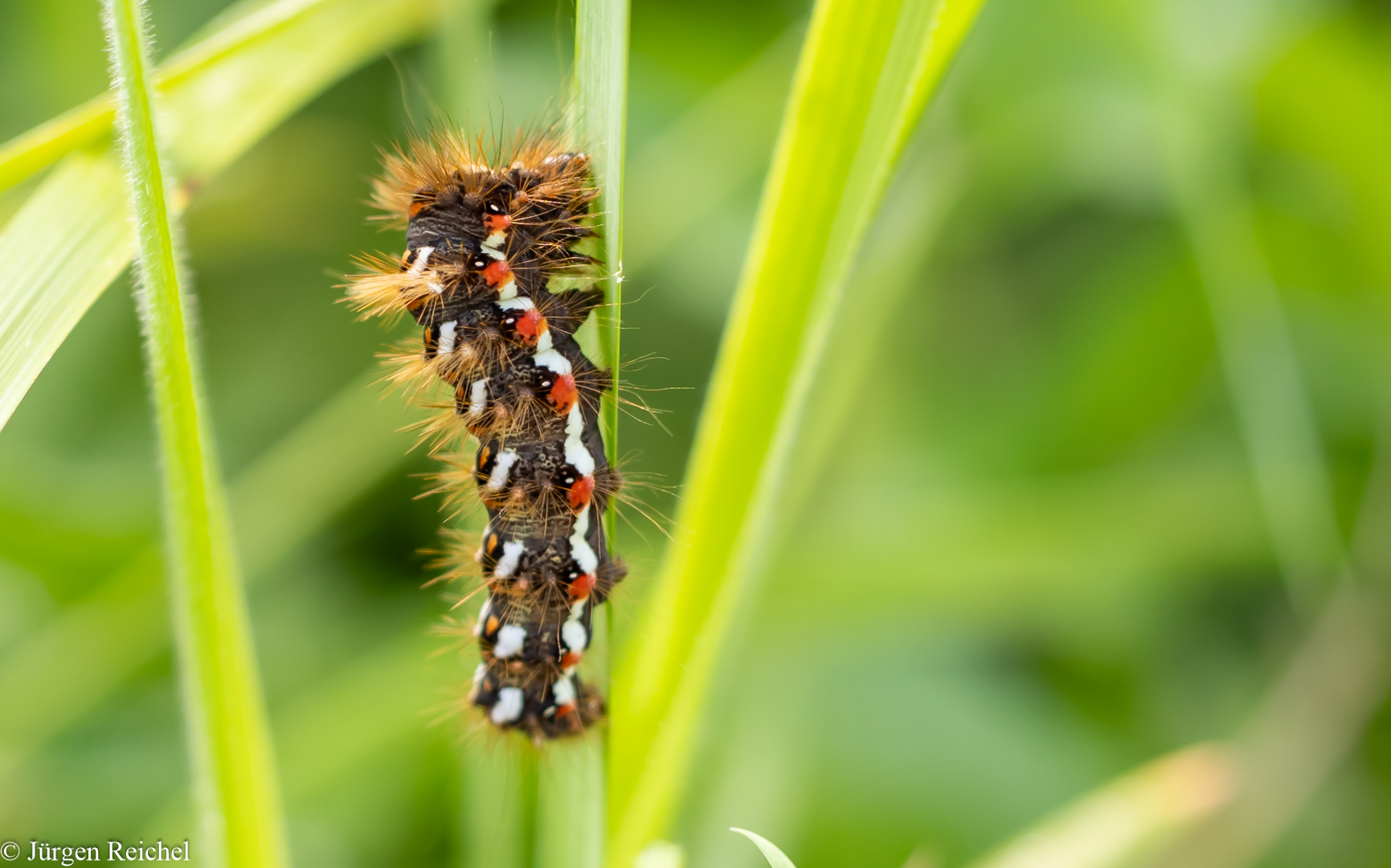 Ampfereule ( Acronicta rumicis ) 