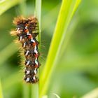 Ampfereule ( Acronicta rumicis ) 