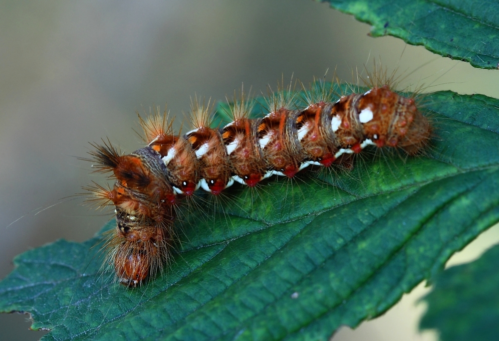 Ampfereulen-Raupe (	Acronicta rumicis)