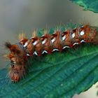 Ampfereulen-Raupe (	Acronicta rumicis)