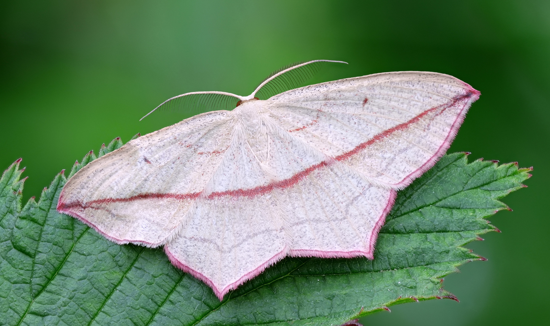 Ampferspanner  ( Timandra comae)