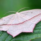 Ampferspanner  ( Timandra comae)