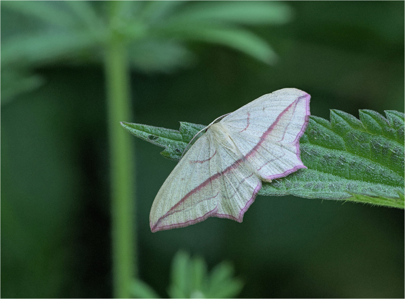 Ampferspanner (Timandra comae)