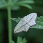 Ampferspanner (Timandra comae)