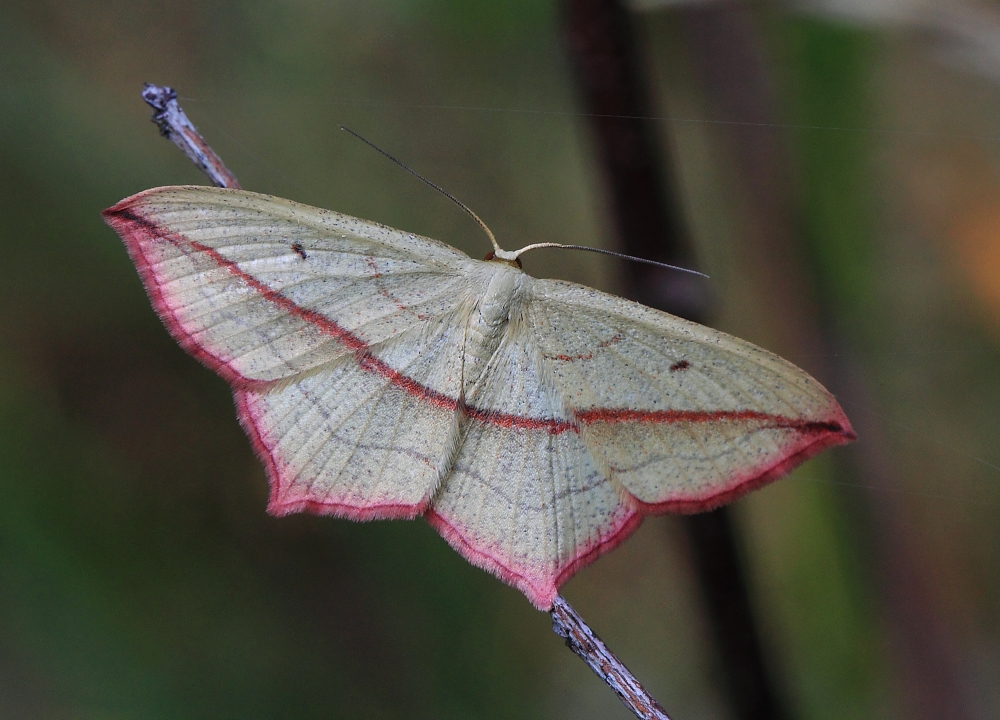 Ampferspanner (Timandra comae)