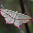 Ampferspanner (Timandra comae)