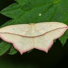 Ampferspanner (Timandra comae)