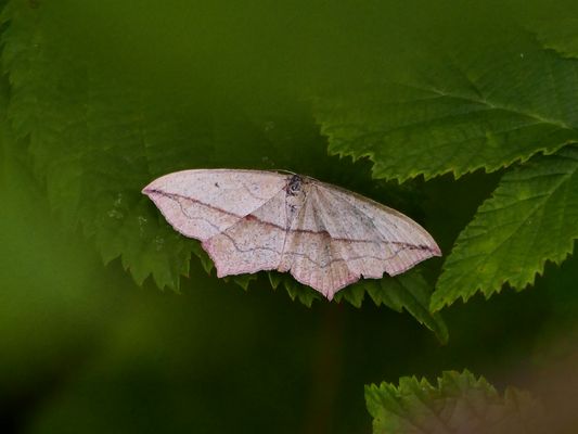 Ampferspanner, Timandra comae