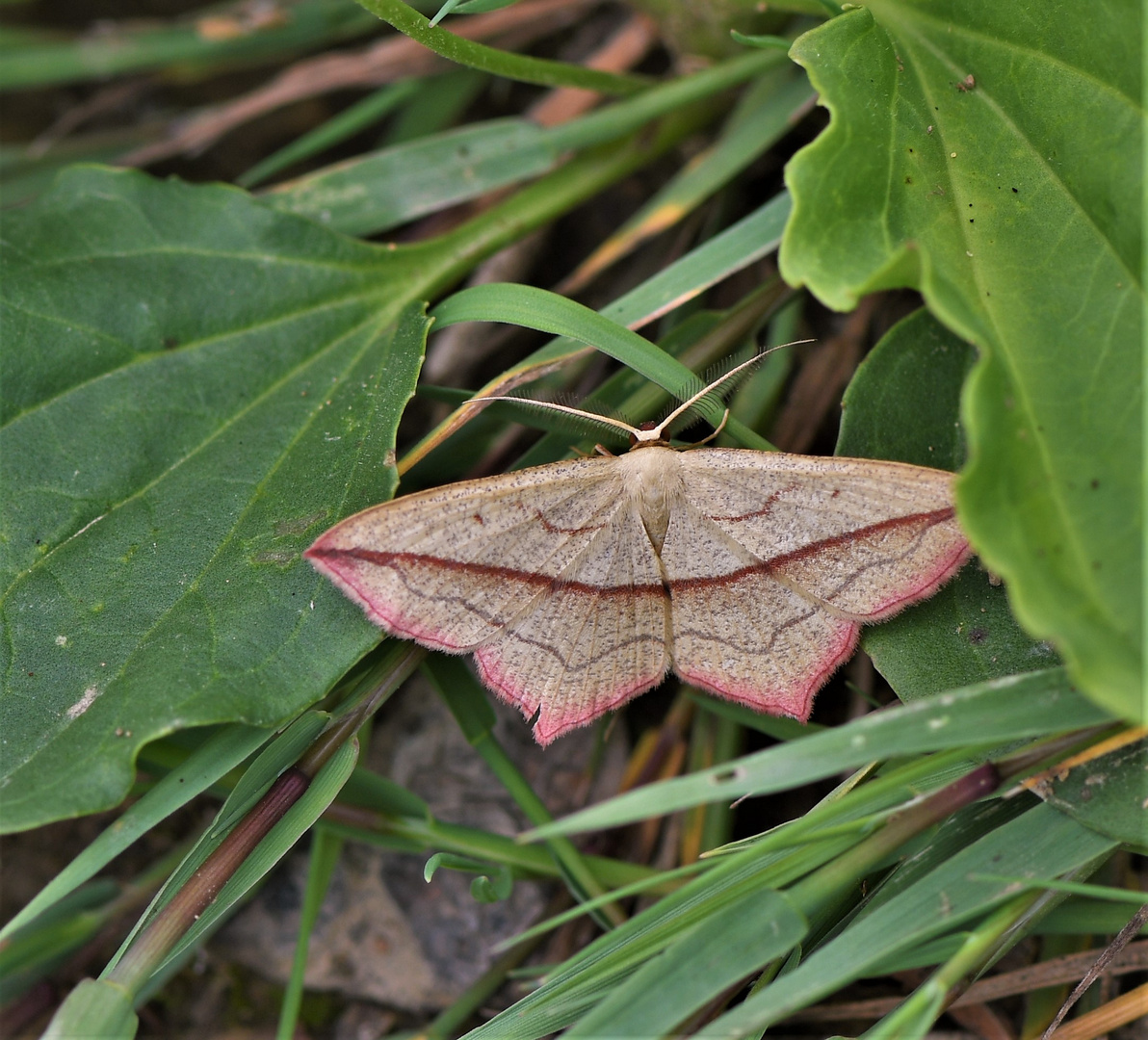 Ampferspanner (Timandra comae )