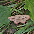 Ampferspanner (Timandra comae )