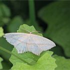 Ampferspanner (Timandra comae)