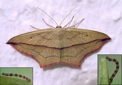 Ampferspanner (Timandra comae) - Junge Raupe und Imago