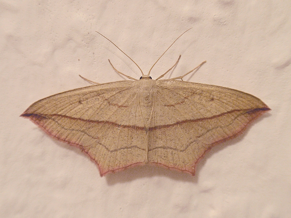 Ampferspanner (Timandra comae) oder Rotrandspanner am falschen Ort