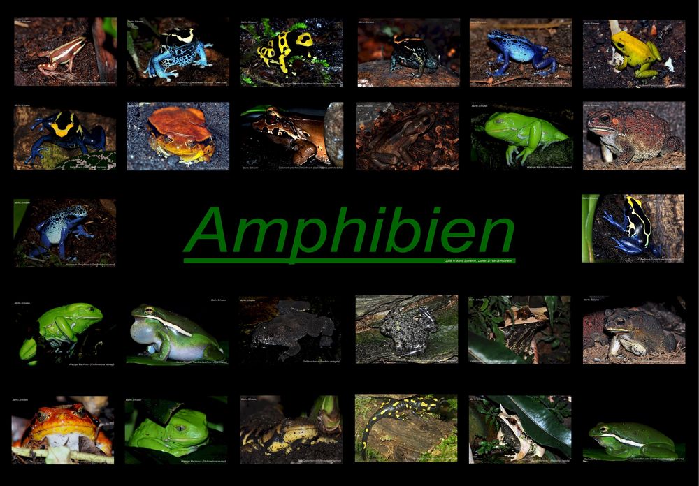 Amphibien