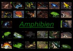 Amphibien