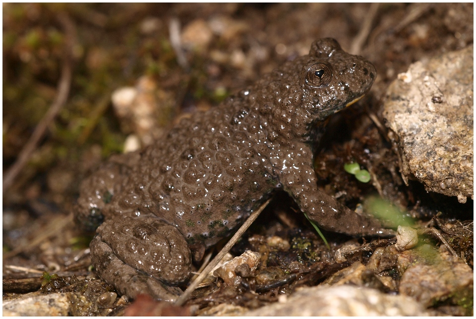 Amphibien im Saarland -Gelbbauchunke (Bombina variegata)-