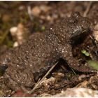 Amphibien im Saarland -Gelbbauchunke (Bombina variegata)-