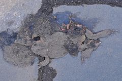 Amphibien – Tod Dank Mensch mit Auto 04