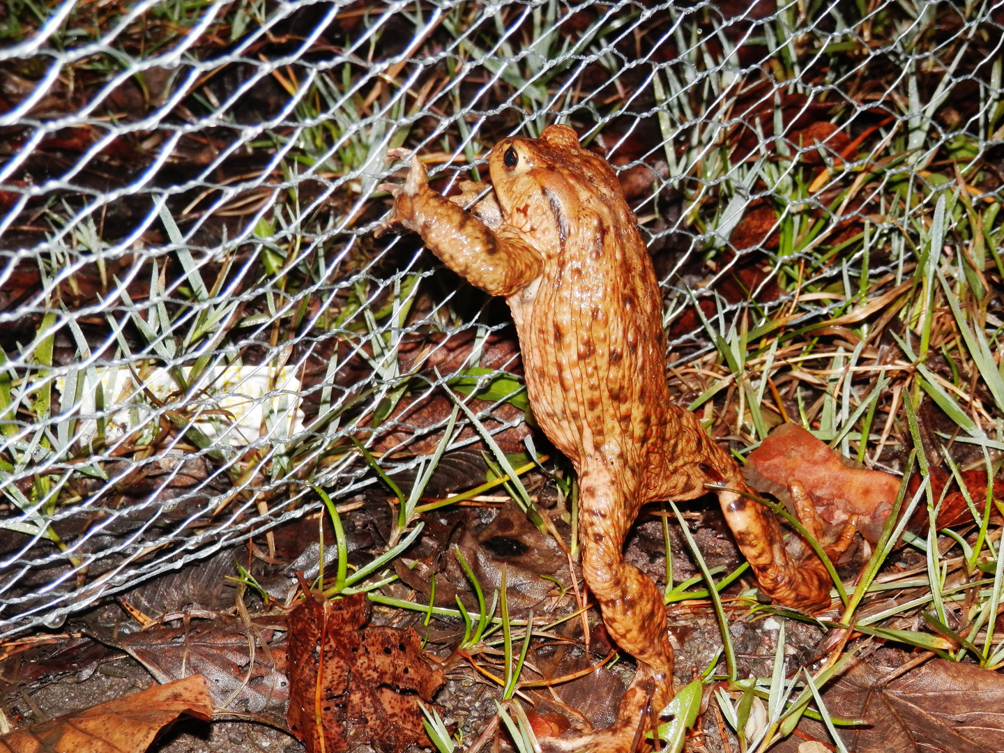 Amphibienleiteinrichtung