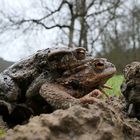 Amphibienwanderung im Weiltal 02