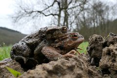 Amphibienwanderung im Weiltal 02