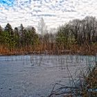 Amphibienweiher bei Homburg 2