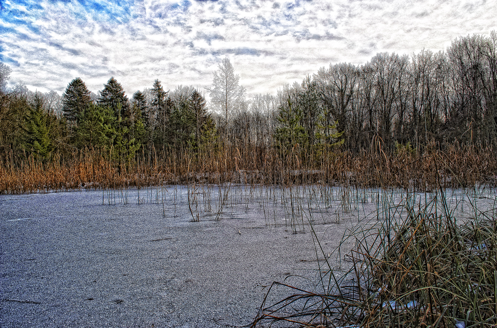 Amphibienweiher bei Homburg 2