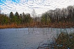 Amphibienweiher bei Homburg 2