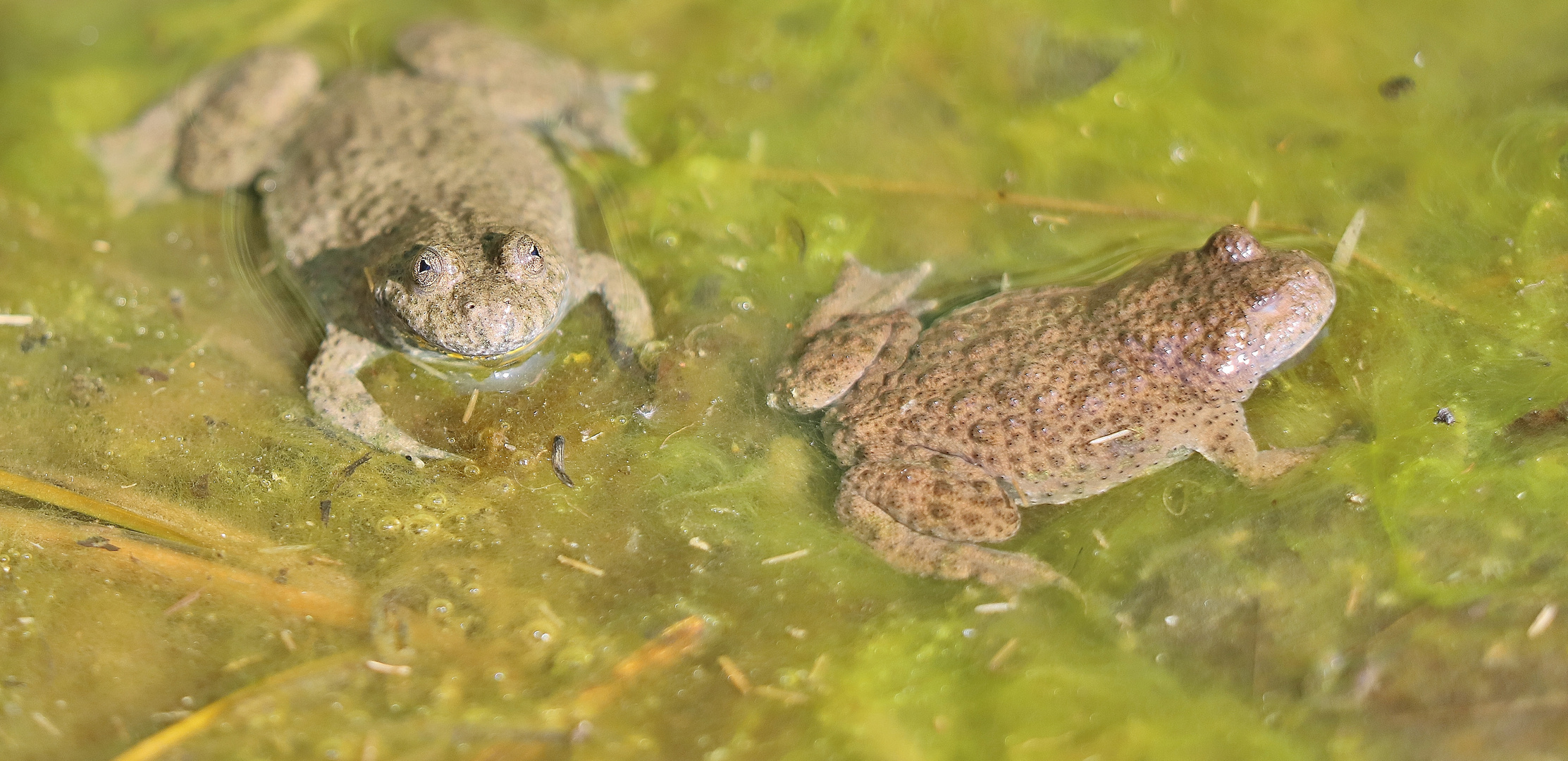 Amphibienzeit im Nordschwarzwald