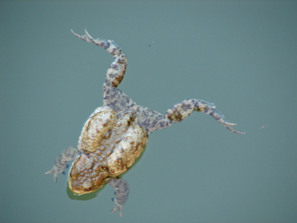 amphibischer Alltag