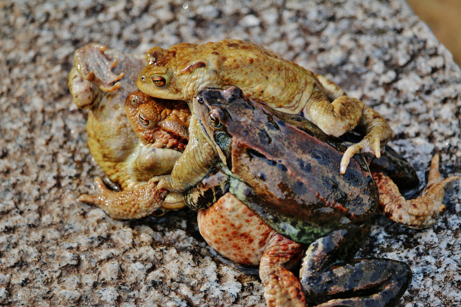 Amphibischer Gruppensex