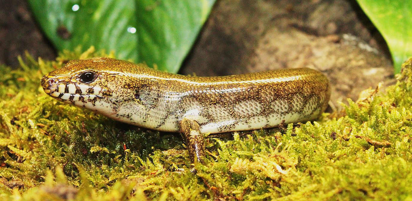 Amphiglossus reticulatus