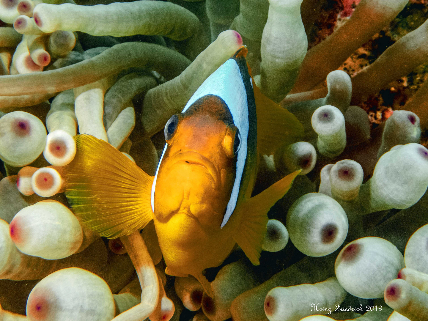 Amphiprion